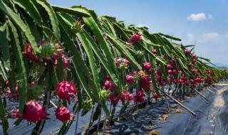 盆栽火龙果种植方法和技术 火龙果如何种植